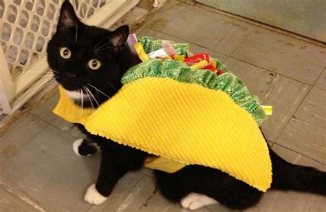 Taco cats - 6 Pack Avocato Taco Chili Nacho Catnip Toys Dental Health Cat Toys Interactive Cat Toys for Indoor Cats Kitten Toy Cat Chew Toy Catnip Toys for Cats Gift for Cat Lovers Indoor Boredom Relief Supplies. 295. 100+ bought in past month. $1599. Save 10% with coupon. 